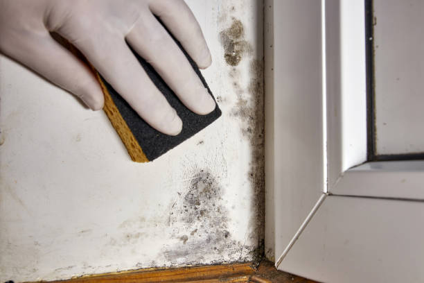 Best Commercial Mold Inspection  in Fairfield Beach, OH